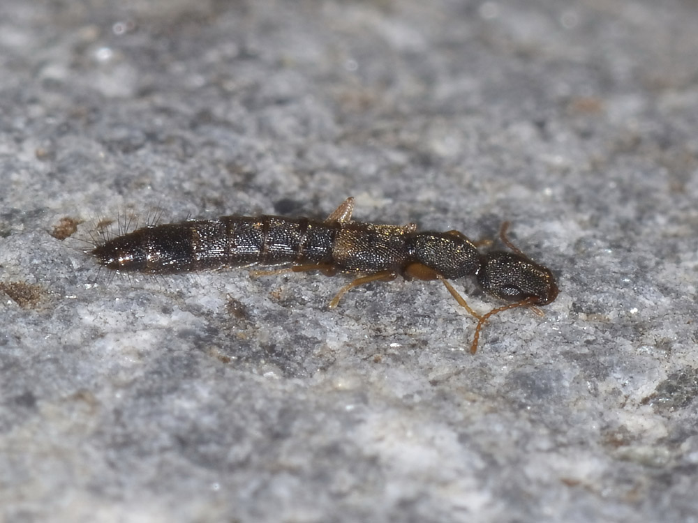 Astenus procerus (cf.)